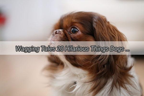 Wagging Tales 20 Hilarious Things Dogs Do That Will Make You Go Woof